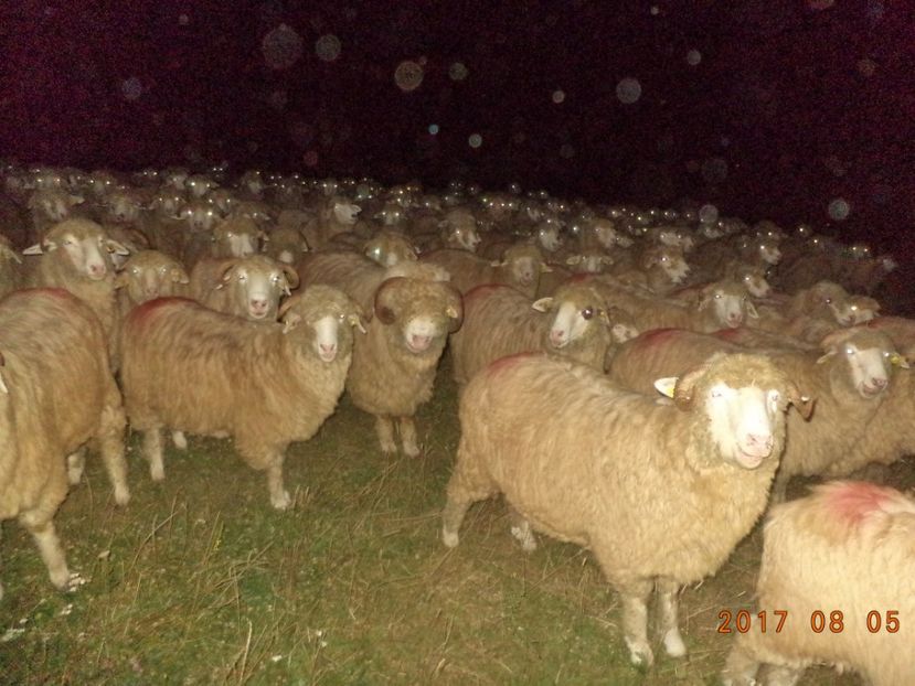  - Turcana-Alba 2017-2018