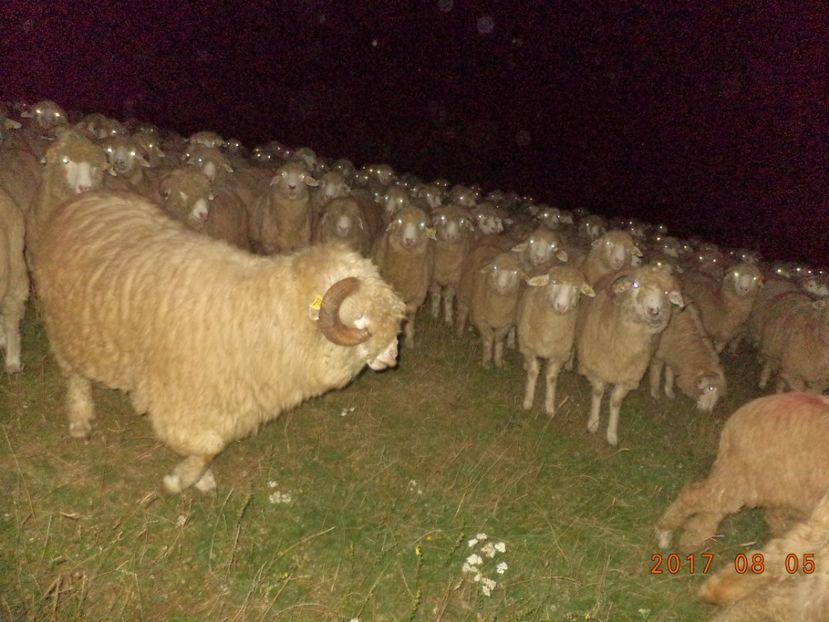  - Turcana-Alba 2017-2018