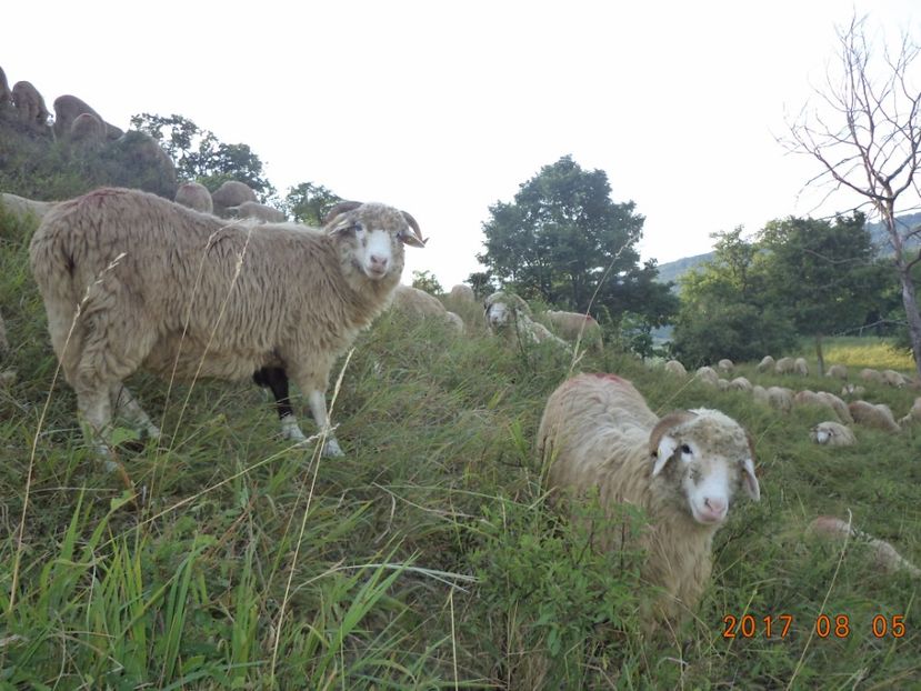  - Turcana-Alba 2017-2018