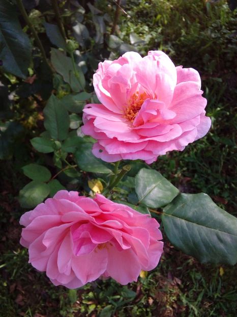  - TRANDAFIRI 2017_2018