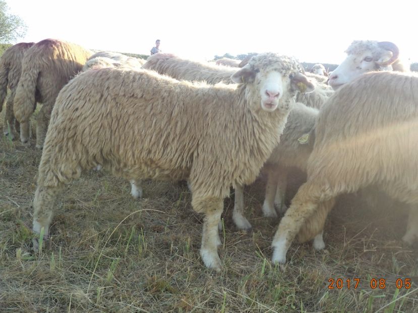  - Turcana-Alba 2017-2018