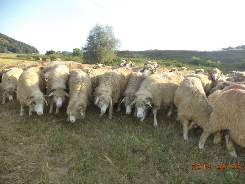  - Turcana-Alba 2017-2018