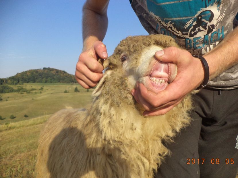  - Turcana-Alba 2017-2018