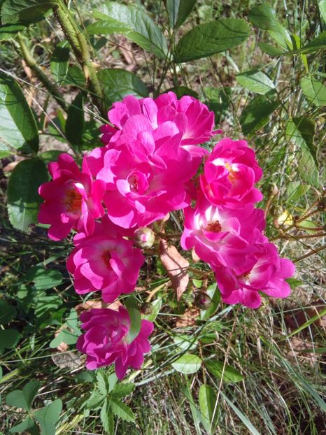  - TRANDAFIRI 2017_2018