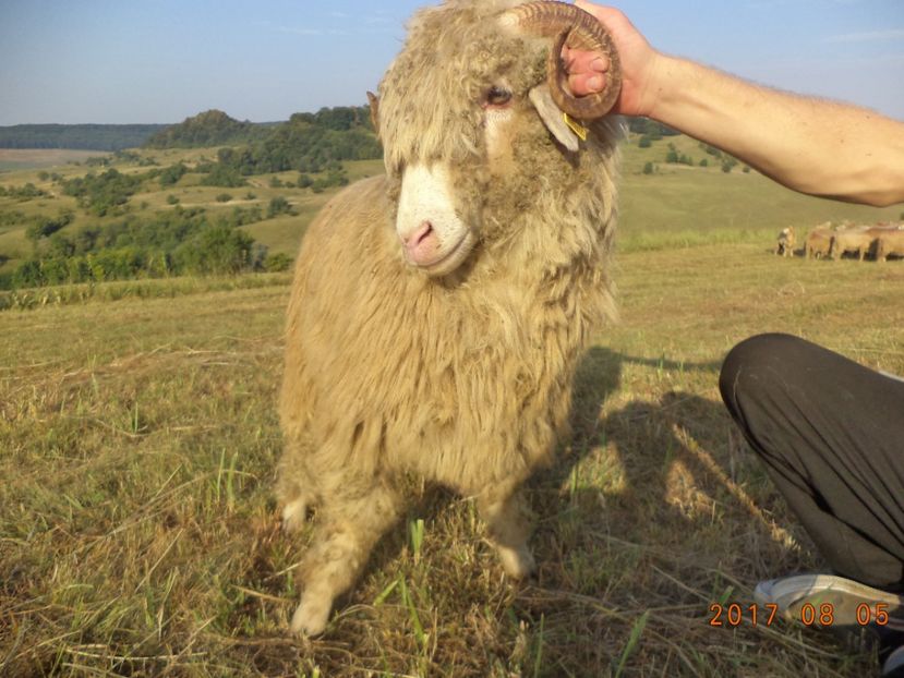  - Turcana-Alba 2017-2018