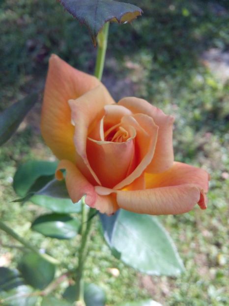  - TRANDAFIRI 2017_2018