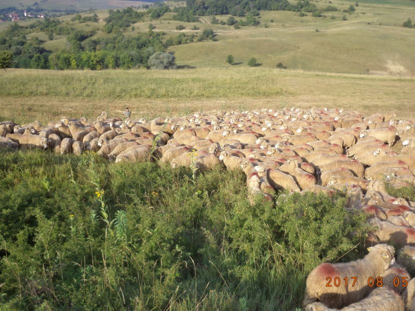  - Turcana-Alba 2017-2018