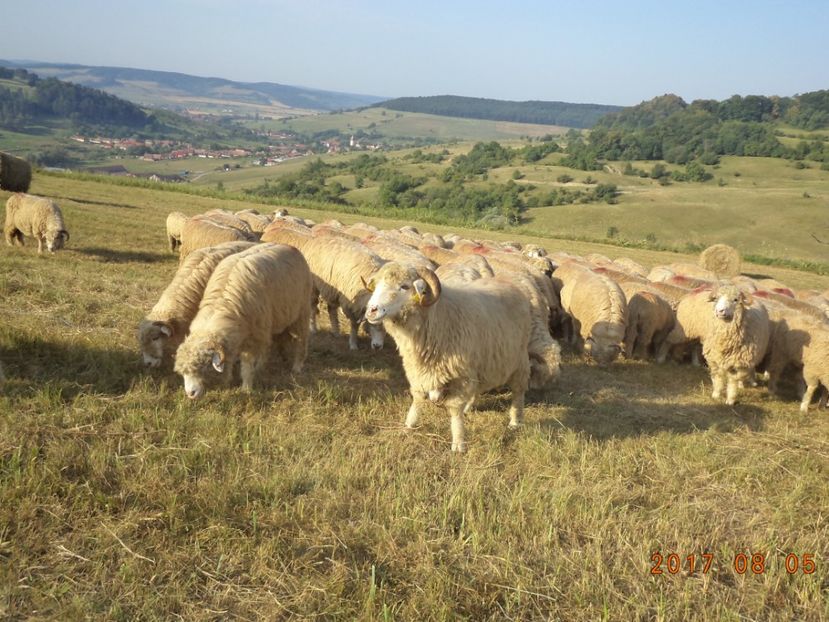  - Turcana-Alba 2017-2018