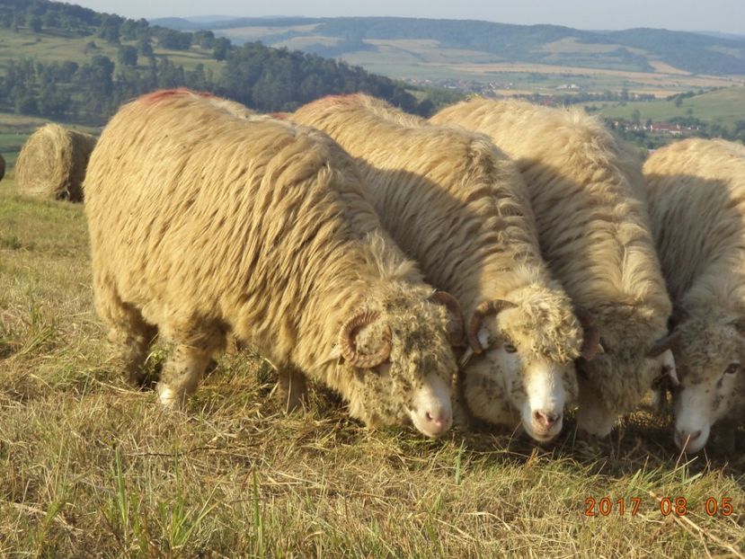  - Turcana-Alba 2017-2018