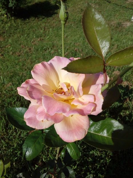  - TRANDAFIRI 2017_2018