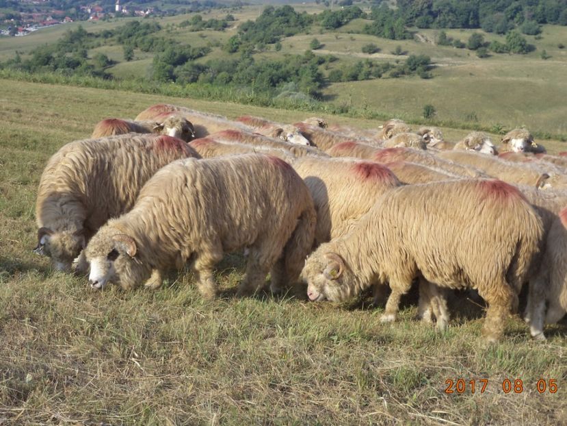  - Turcana-Alba 2017-2018