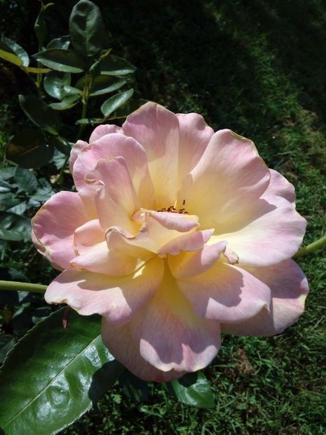  - TRANDAFIRI 2017_2018