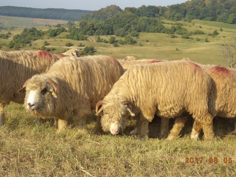  - Turcana-Alba 2017-2018