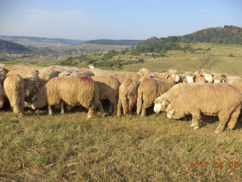  - Turcana-Alba 2017-2018