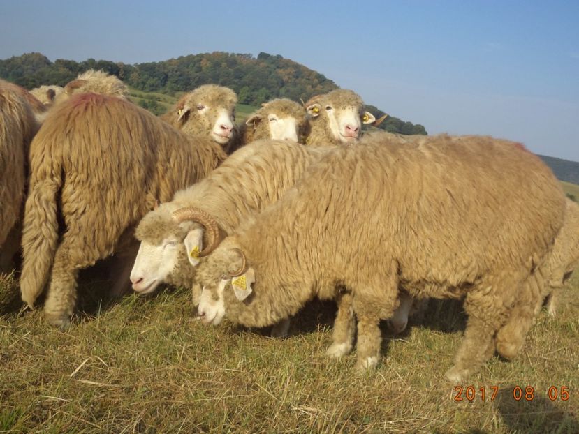  - Turcana-Alba 2017-2018