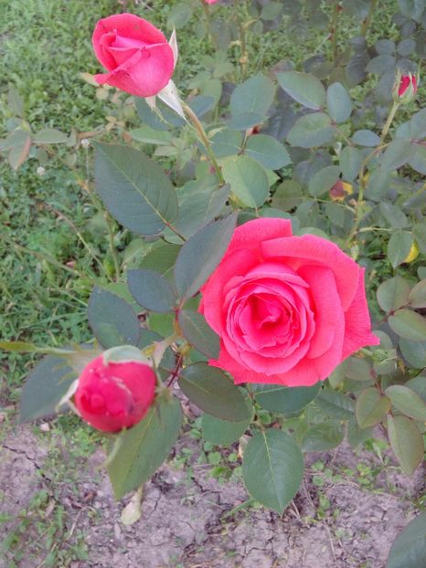  - TRANDAFIRI 2017_2018