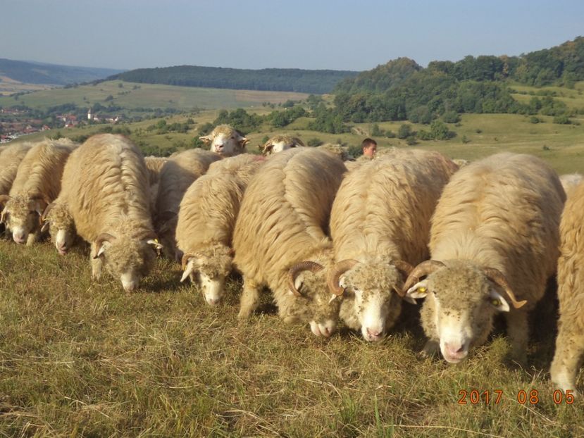  - Turcana-Alba 2017-2018