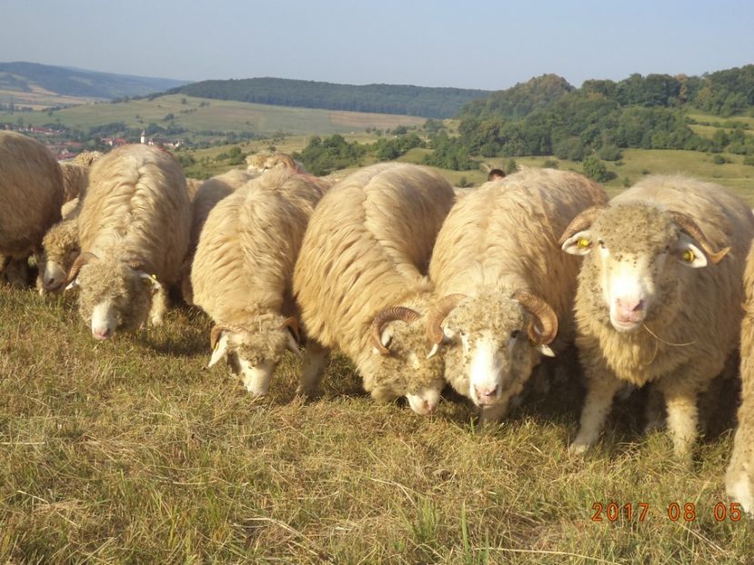  - Turcana-Alba 2017-2018