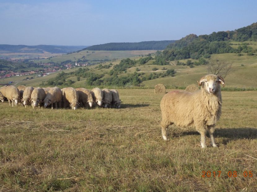  - Turcana-Alba 2017-2018