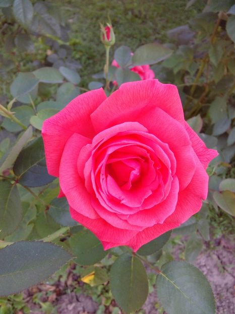  - TRANDAFIRI 2017_2018