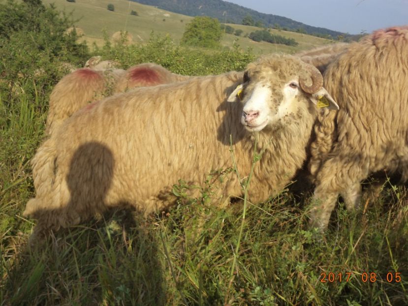  - Turcana-Alba 2017-2018