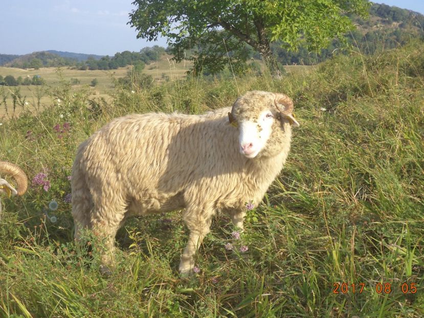  - Turcana-Alba 2017-2018