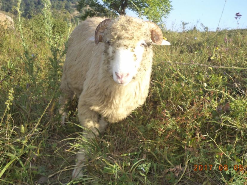  - Turcana-Alba 2017-2018