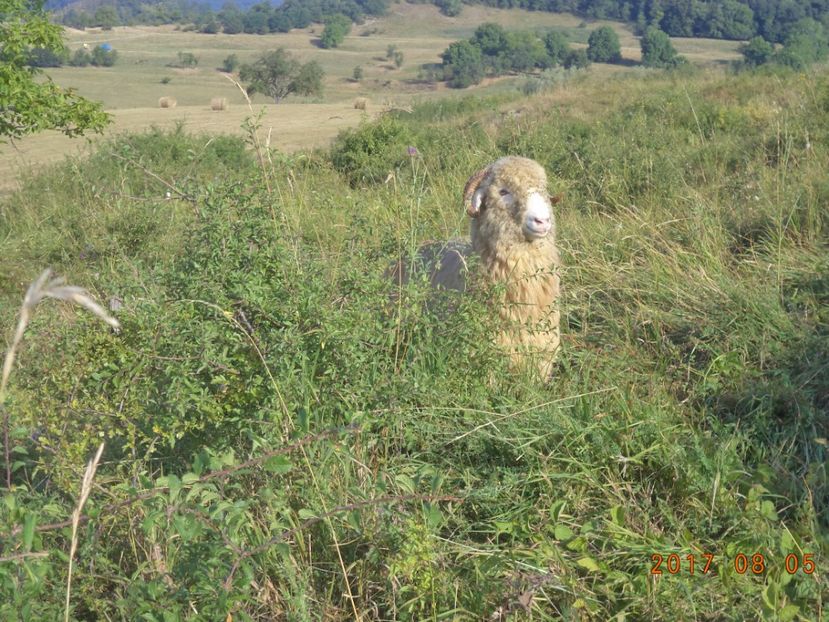  - Turcana-Alba 2017-2018