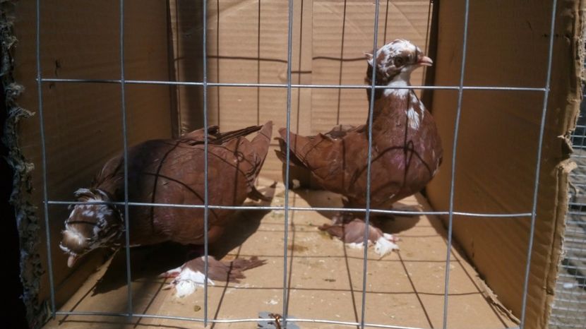  - Tineret de vanzare 2017