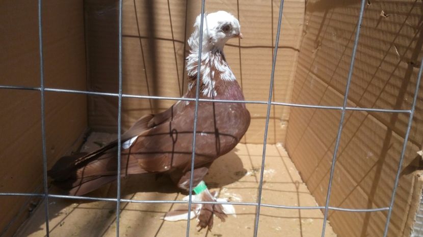  - Tineret de vanzare 2017