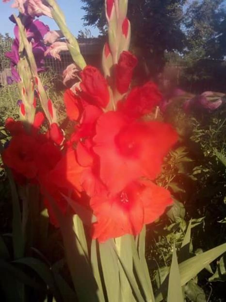  - Gladiole