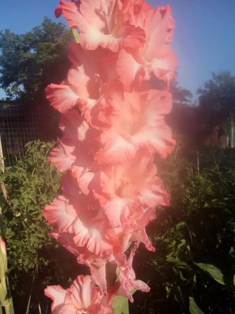  - Gladiole