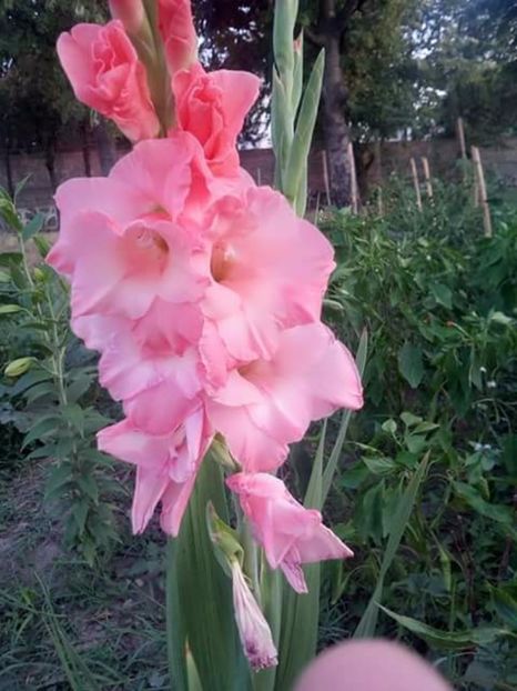  - Gladiole