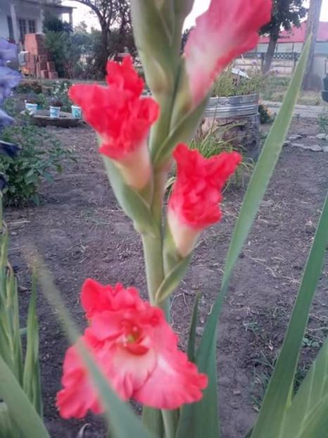  - Gladiole