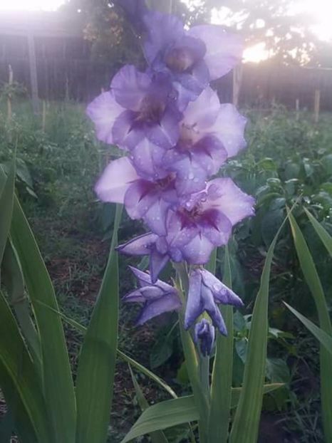  - Gladiole