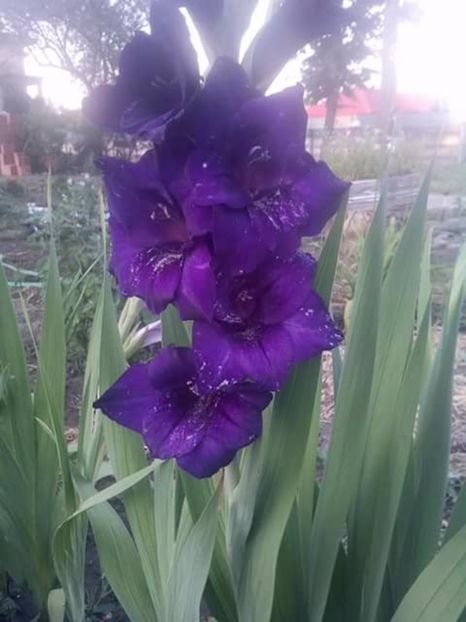  - Gladiole