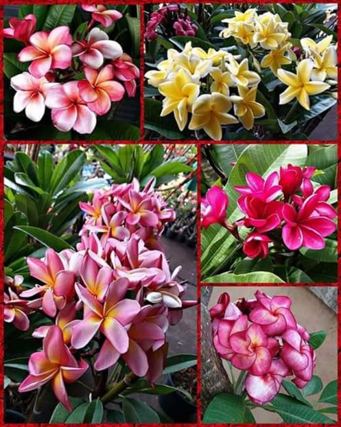 Plumeria.. - Dorințe