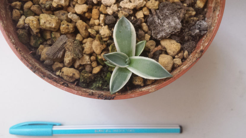 Vandut Agave Aplanata Cream Spike 20 - Vandute