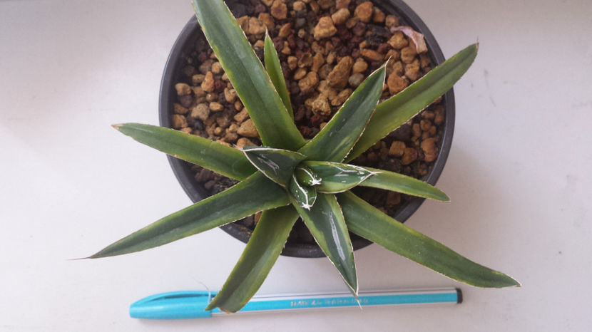 Vandut Agave  victoria reginae ring of gold  80 - Vandute