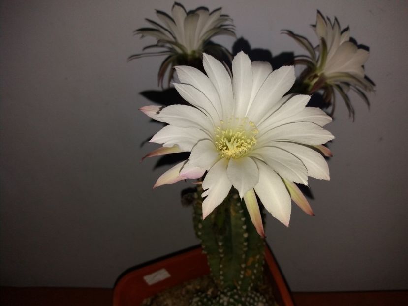  - Florile mele iulie 2017