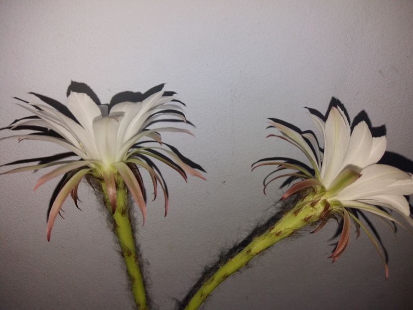  - Florile mele iulie 2017