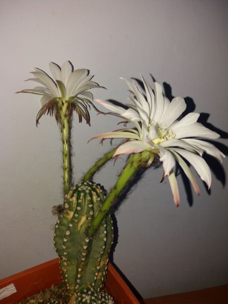  - Florile mele iulie 2017