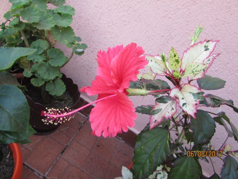  - Hibiscusii-mei