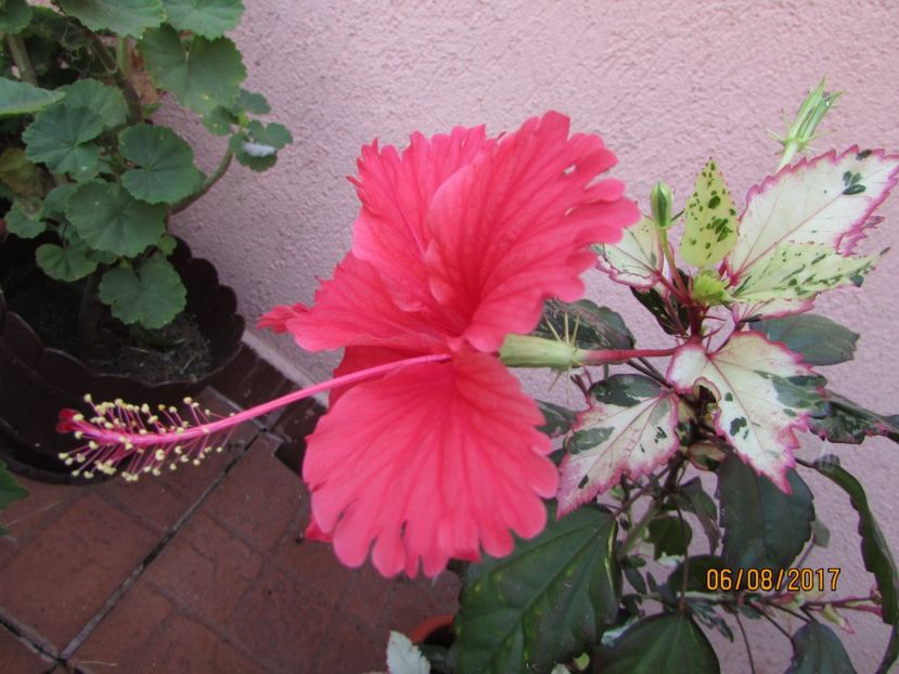  - Hibiscusii-mei