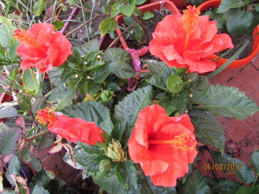  - Hibiscusii-mei