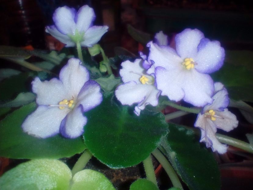 Necunoscuta - Violete Africane