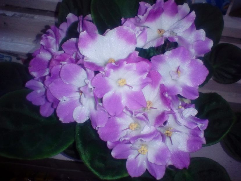 Necunoscuta - Violete Africane