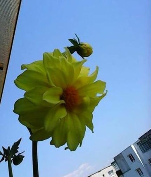 oie_20SBByVn92gi - Balconul meu 2017