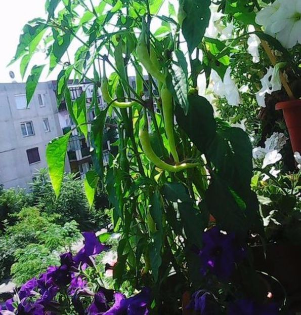 oie_RyZTOF2djHWL - Balconul meu 2017