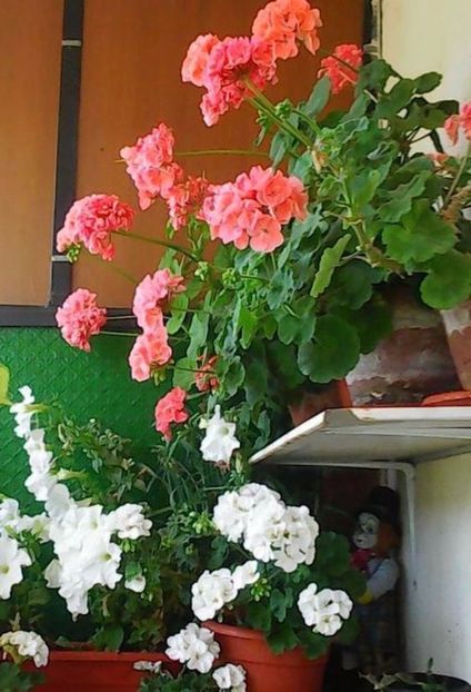 oie_TTwDyep2QoWU - Balconul meu 2017